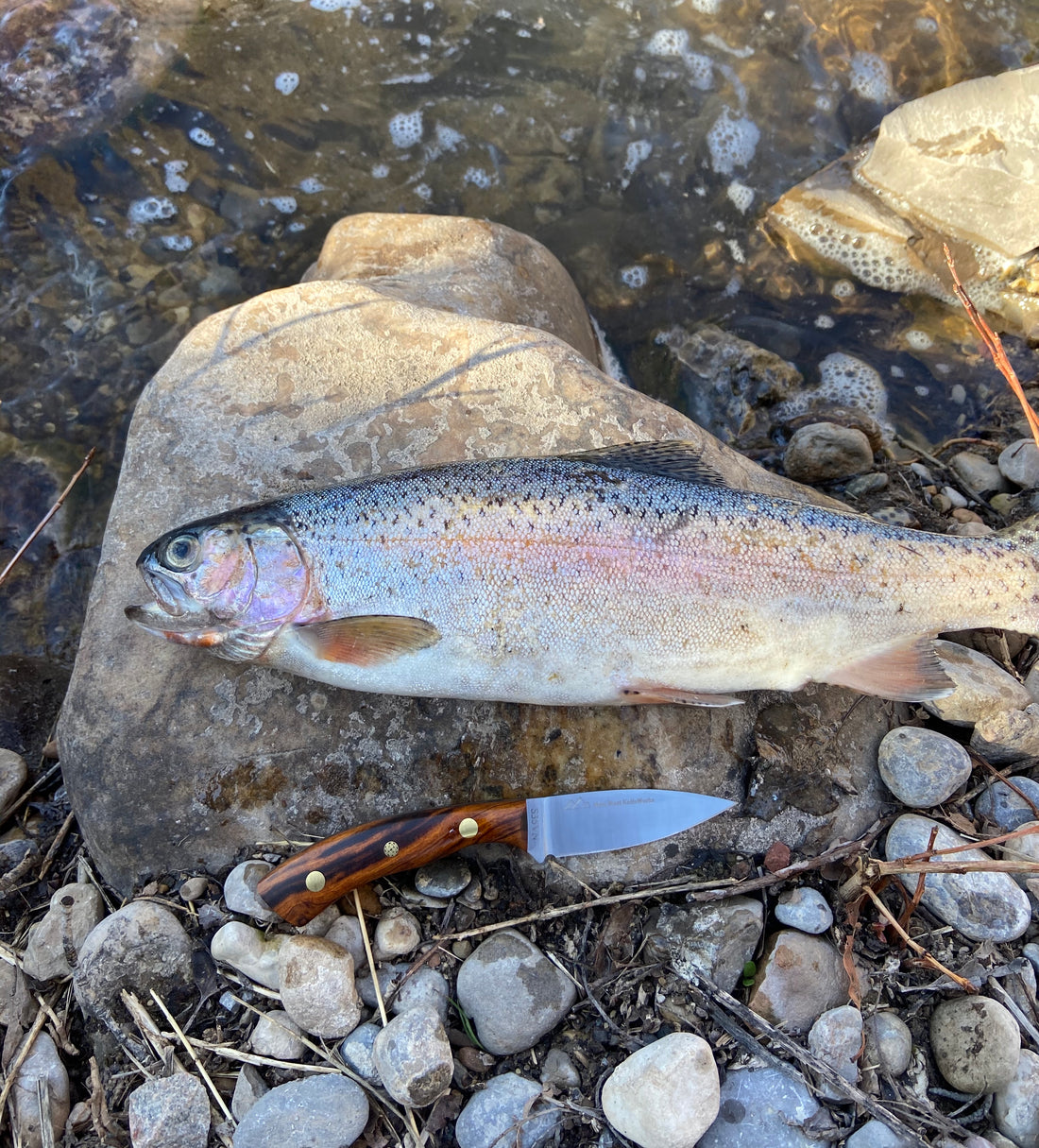 A Field Day with the New Bird & Trout